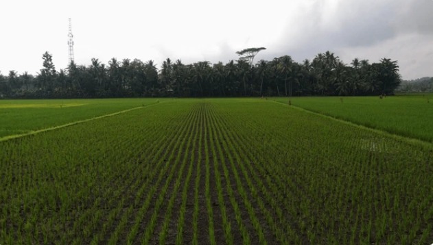 Luas Panen Padi Sumatera Utara Diprediksi Naik Signifikan pada 2025