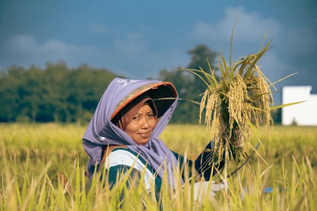 Indikator Kesejahteraan Petani Menguat: NTP Sumatera Utara November 2025 Naik 0,35 Persen